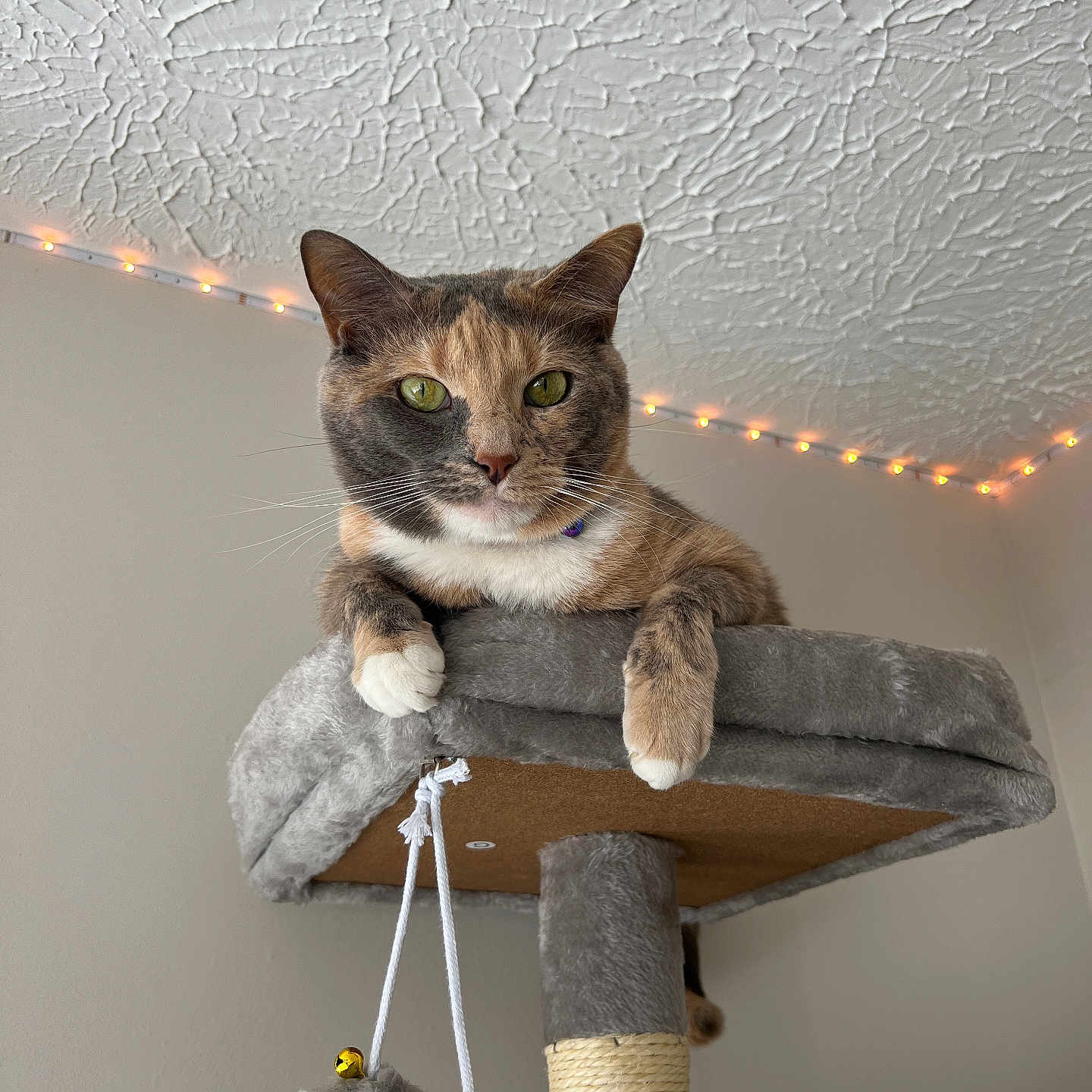 Seraphina is registered to the contest to win money with this photo: cat, calico_cat, cat_tree, plush, orange_toy, gray_toy, string_lights, textured_ceiling, indoor, pet, animal, feline, whiskers, paws, green_eyes, relaxed, looking, hanging_toys, cord, fur