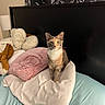 Seraphina is registered to the contest to win money with this photo: cat, calico, bed, pillow, plush_toy, headboard, tapestry, indoor, furniture, soft_texture, curious, pet, animal, resting, cozy, yellow_eyes, white_fur, brown_fur, gray_fur, decor