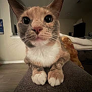 Seraphina joined the competition — help win amazing prizes! cat, close_up, indoor, curious, pet, feline, whiskers, paws, texture, blanket, couch, fur, animal, domestic, cute, portrait, eyes, face, relaxed, home