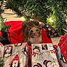Seraphina joined the competition — help win amazing prizes! cat, christmas_tree, presents, gift_wrap, holiday, red_cloth, penguin_pattern, snowman_pattern, indoor, pet, curious, festive, decorations, whiskers, feline, greenery, closeup, animal, celebration, seasonal