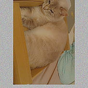 Iana participe au concours pour gagner de l'argent avec cette photo : cat, cardboard_box, feline, pet, indoor, cozy, bed, curious, fur, animal, whiskers, ears, sleeping_area, domestic, cute, resting, soft, pouch, home, relaxed