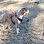 Thalia participe au concours pour gagner de l'argent avec cette photo : dog, canine, pet, outdoor, harness, brown, white, animal, standing, tongue_out, alert, nature, rocks, daylight, side_view, mammal, fur, ground, leash, companion