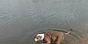 Thalia participe au concours pour gagner de l'argent avec cette photo : dog, water, river, bridge, stone_bridge, cloudy_sky, outdoor, nature, animal, leash, sandy_shore, playful, brown_dog, white_markings, harness, ripples, trees, vehicle, walking, shallow_water
