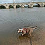 dog, water, river, bridge, stone_bridge, cloudy_sky, outdoor, nature, animal, leash, sandy_shore, playful, brown_dog, white_markings, harness, ripples, trees, vehicle, walking, shallow_water