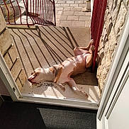 Thalia participe au concours pour gagner de l'argent avec cette photo : dog, outdoor, sunlight, shadow, doorway, red_railing, stone_wall, pavement, relaxed, pet, animal, lying_down, sunny, resting, home, summer, quiet, calm, canine, backyard
