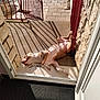dog, outdoor, sunlight, shadow, doorway, red_railing, stone_wall, pavement, relaxed, pet, animal, lying_down, sunny, resting, home, summer, quiet, calm, canine, backyard