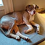 Thalia a rejoint le concours — aidez-le/la à gagner de superbes lots ! dog, brown, white, lying_down, indoor, cushion, floor, pet, canine, resting, paw, tail, ear, snout, door, wall, light, shadow, calm, animal