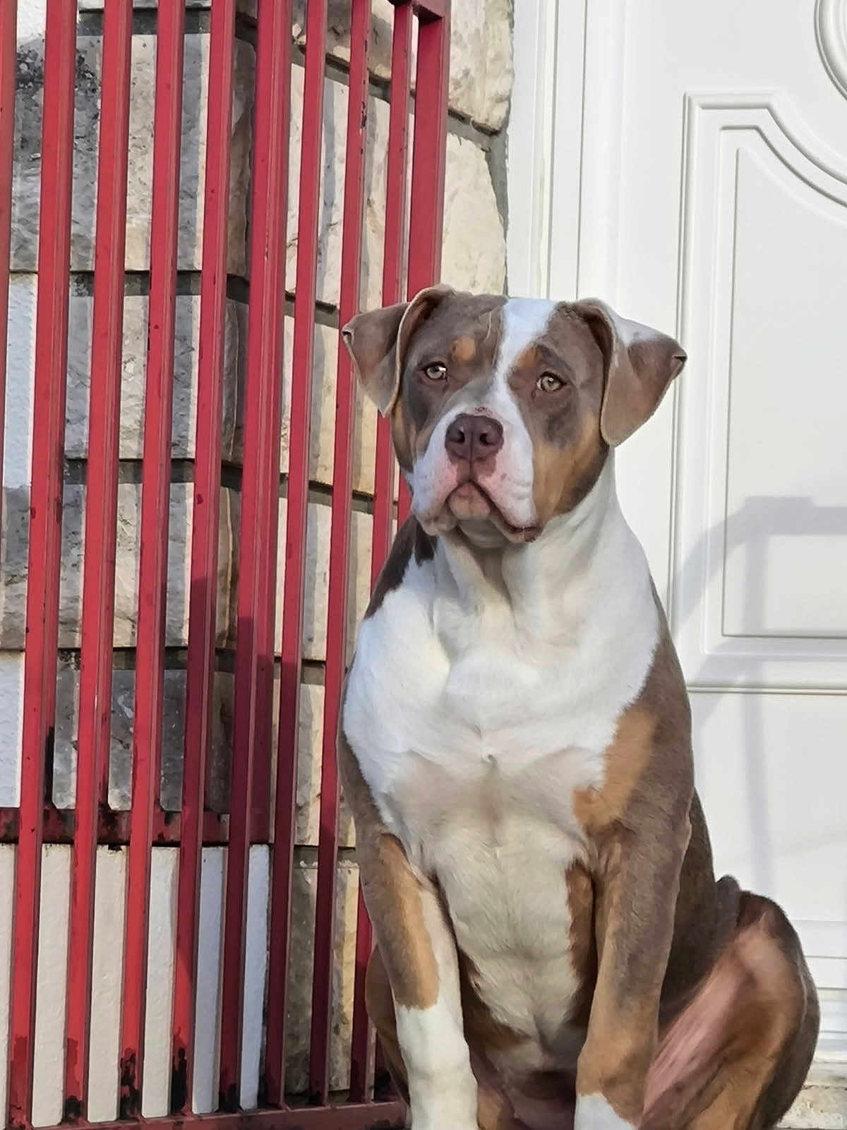 Thalia participe au concours pour gagner de l'argent avec cette photo : dog, pet, animal, sitting, gate, metal, red, door, white, stone_wall, outdoor, portrait, canine, fur, ears, face, brown, alert, companion