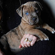 Aïka participe au concours pour gagner de l'argent avec cette photo : puppy, dog, blue_eyes, fur, paw, human_hand, ring, jewelry, black_clothing, texture, close_up, portrait, indoor, comfort, pet, animal, cuddle, brown_fur, striped_fur, snout