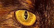 Azzura a rejoint le concours — aidez-le/la à gagner de superbes lots ! animal, black_fur, brown_fur, cat, close_up, digital, domestic_animal, eye, face, feline, fur, mammal, orange_fur, pet, phone_interface, portrait, screen_capture, texture, whiskers, yellow_eye