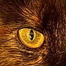 Azzura a rejoint le concours — aidez-le/la à gagner de superbes lots ! cat, close_up, eye, fur, animal, pet, yellow_eye, whiskers, portrait, texture, face, domestic_animal, mammal, feline, screen_capture, digital, phone_interface, brown_fur, black_fur, orange_fur