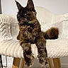 animal, cat, chair, cozy, cream_color, domestic, ears, feline, fur, household, indoor, pet, portrait, relaxed, soft_lighting, tail, texture, tortoiseshell, whiskers, wooden_legs