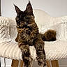cat, maine_coon, tortoiseshell, chair, furniture, indoor, pet, fluffy, paws, relaxed, domestic_animal, mammal, whiskers, ears, fur, seated, looking_away, cozy, home, animal