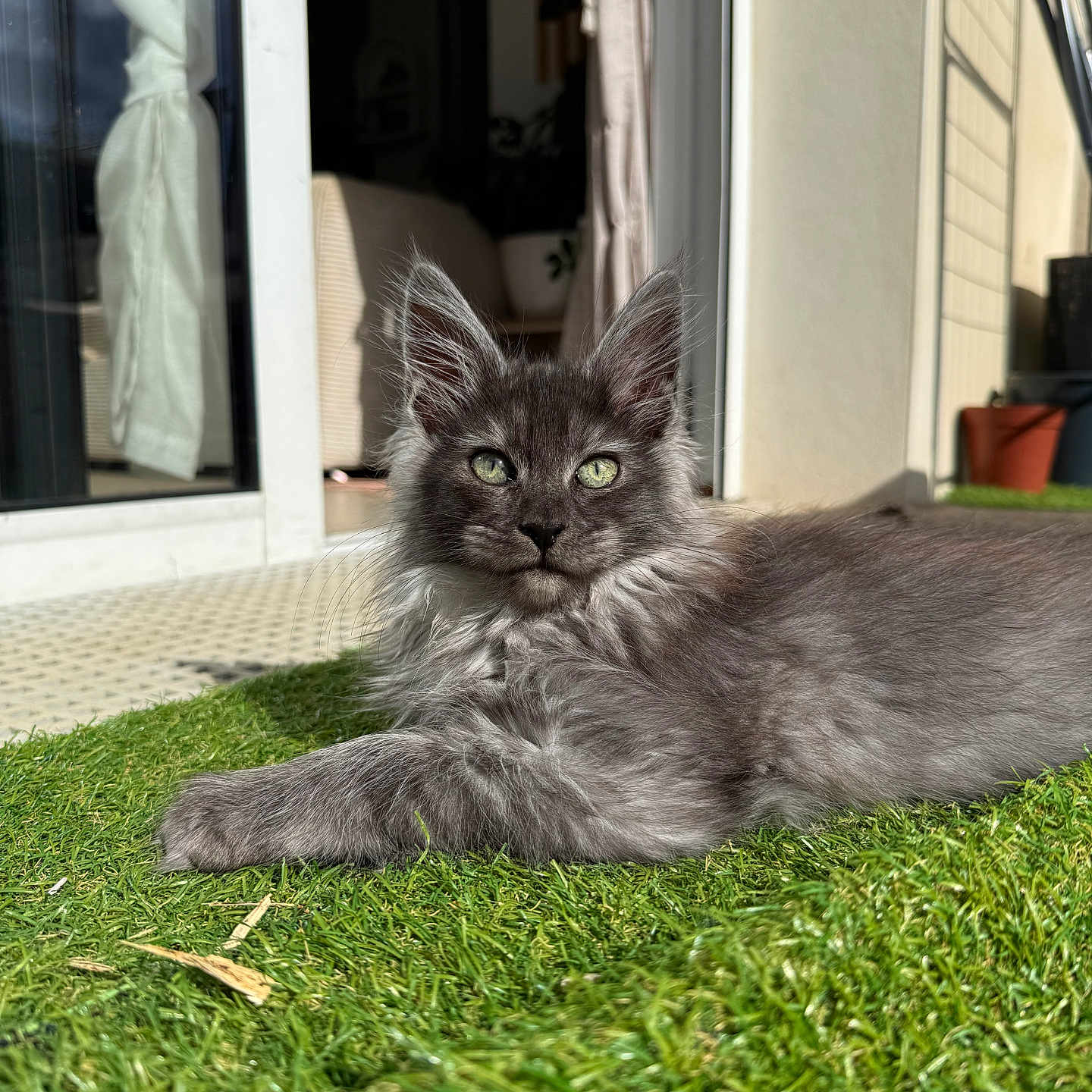 Arrow a rejoint le concours — aidez-le/la à gagner de superbes lots ! kitten, cat, gray_fur, fluffy, green_grass, outdoor, sunlight, relaxed, indoor_background, curtain, potted_plant, pet, animal, feline, closeup, portrait, nature, daylight, resting, cute