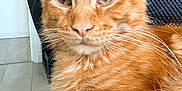 Arthur participe au concours pour gagner de l'argent avec cette photo : cat, ginger_cat, feline, pet, close_up, indoor, fur, whiskers, eyes, relaxed, animal, chair, texture, portrait, orange, cute, domestic_cat, tabby, resting, home