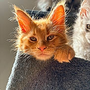 Arthur participe au concours pour gagner de l'argent avec cette photo : kitten, orange_cat, white_cat, cat, pet, feline, fur, whiskers, ears, paws, indoors, sunlight, cozy, gray_perch, animal, cute, curious, relaxed, closeup, portrait
