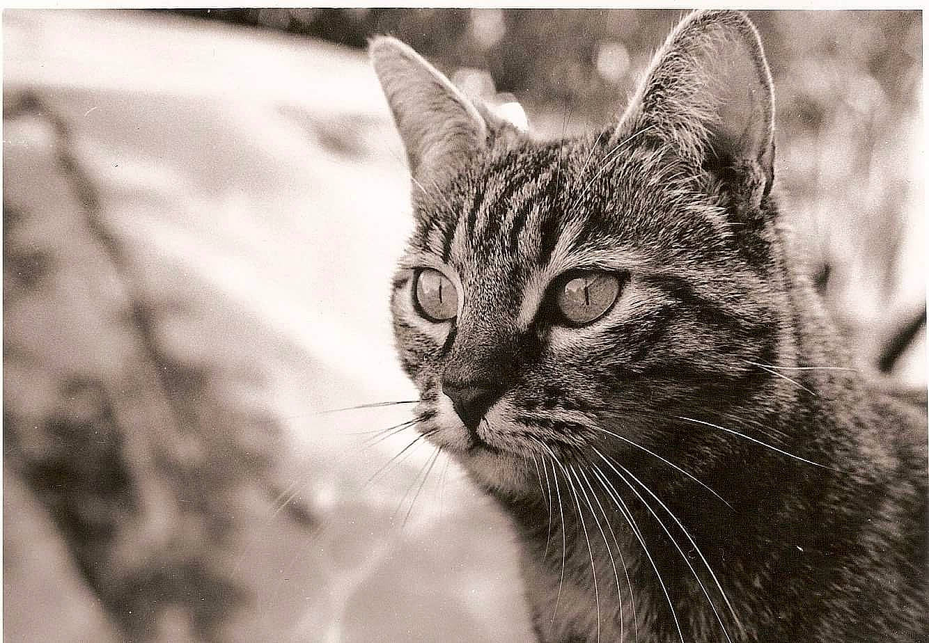 Cachou a rejoint le concours — aidez-le/la à gagner de superbes lots ! black_and_white, carnivore, cat, close_up, domestic_short_haired_cat, eye, felidae, grass, hair, head, human_body, monochrome, monochrome_photography, small_to_medium_sized_cats, snout, style, terrestrial_animal, tree, whiskers, window