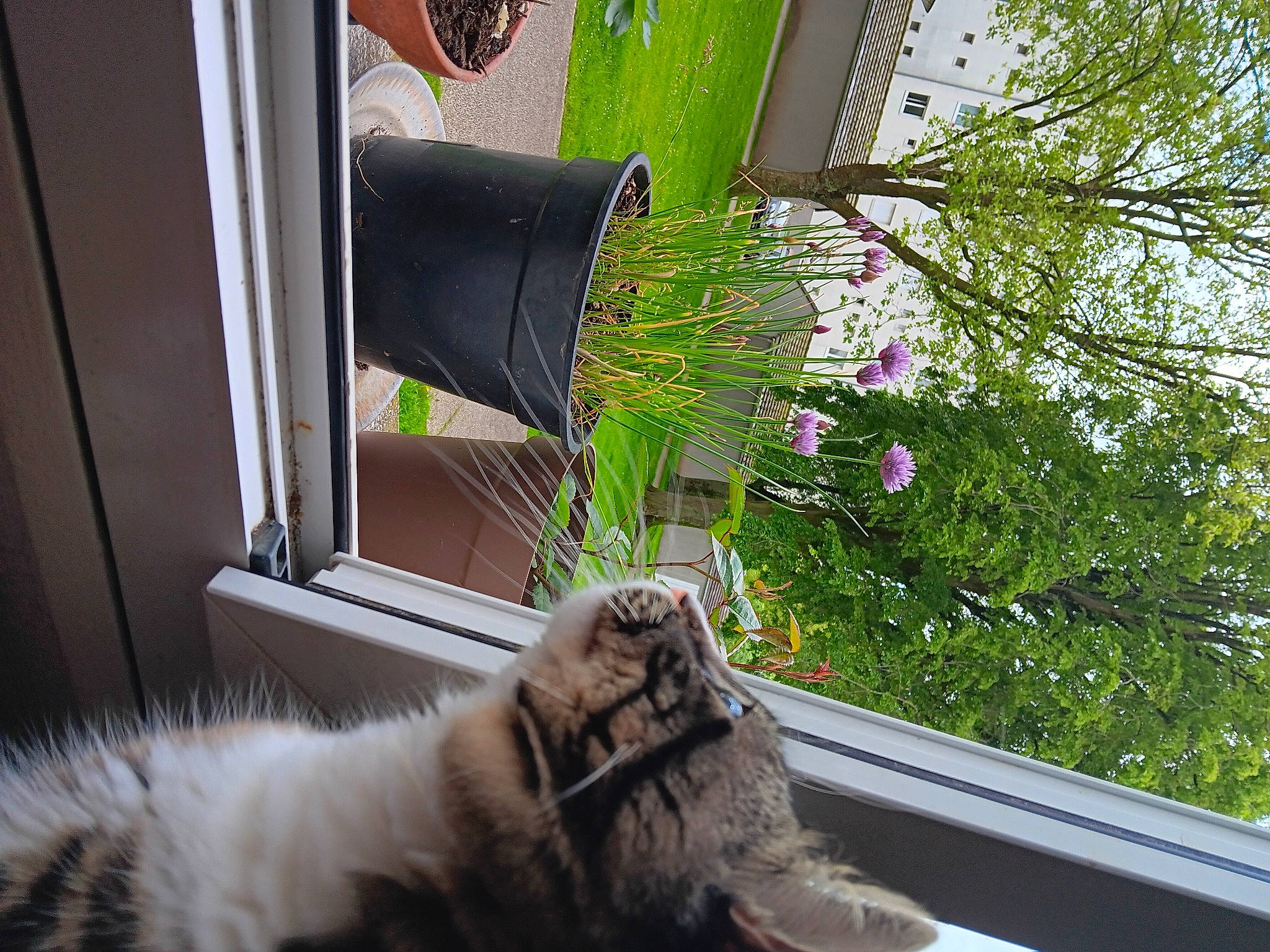 Happy a rejoint le concours — aidez-le/la à gagner de superbes lots ! carnivore, cat, companion_dog, dog_breed, domestic_short_haired_cat, fawn, felidae, flower, flowerpot, fur, glass, paw, plant, small_to_medium_sized_cats, snout, tail, tree, whiskers, window, wood