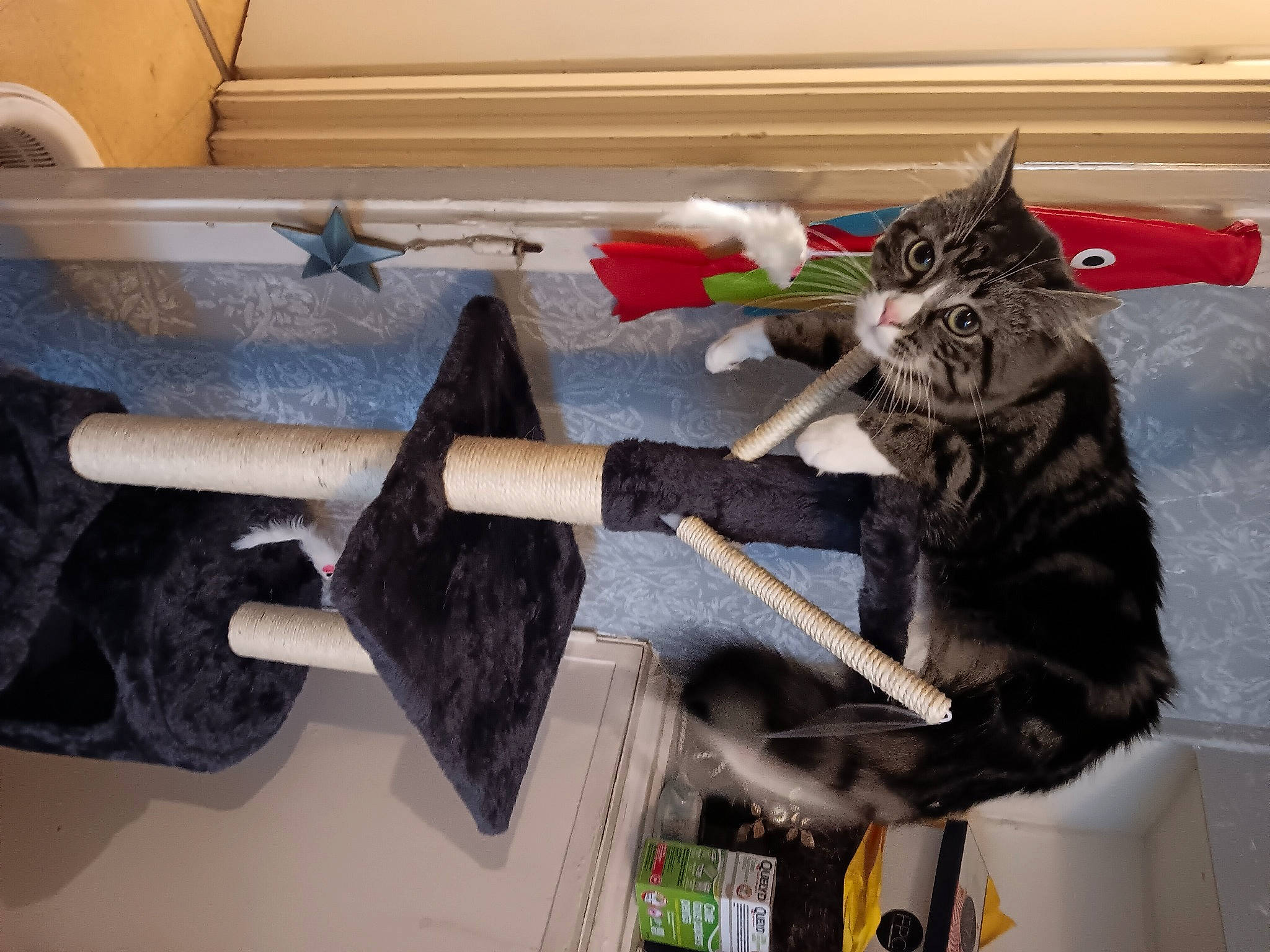 Happy participe au concours pour gagner de l'argent avec cette photo : automotive_exterior, black_cat, bumper, carmine, carnivore, cat, concrete, domestic_short_haired_cat, felidae, flooring, fur, gas, grey, room, small_to_medium_sized_cats, tail, tool, whiskers, wood