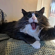 Kiwi joined the competition — help win amazing prizes! cat, fluffy, indoor, pet, animal, whiskers, paw, mouth_open, yawning, stretching, blanket, cozy, fur, tabby, white_paws, relaxed, home, feline, closeup, curious