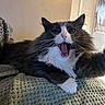 animal, blanket, cat, closeup, cozy, curious, feline, fluffy, fur, home, indoor, mouth_open, paw, pet, relaxed, stretching, tabby, whiskers, white_paws, yawning