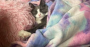 Kiwi is registered to the contest to win money with this photo: cat, sleeping, blanket, pastel_colors, pink_pillow, cozy, indoor, relaxed, fur, pet, cute, resting, soft, comfort, home, animal, feline, snuggled, peaceful, nap