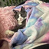 animal, blanket, cat, comfort, cozy, cute, feline, fur, home, indoor, nap, pastel_colors, peaceful, pet, pink_pillow, relaxed, resting, sleeping, snuggled, soft