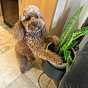 Bella joined the competition — help win amazing prizes! dog, poodle, brown, curly_fur, plant, snake_plant, pot, indoor, kitchen, tile_floor, cabinet, curious, standing, pet, houseplant, furniture, cozy, paw, looking, animal