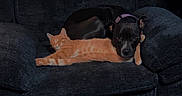 Charles Lee Ray joined the competition — help win amazing prizes! animal, black_dog, cat, companion, couch, cozy, cute, dog, domestic_animal, friendship, furniture, indoor, living_room, orange_cat, pet, relaxing, resting, sleeping, snuggling, wood_floor