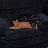 cat, dog, couch, indoor, pet, animal, resting, snuggling, orange_cat, black_dog, furniture, cozy, relaxing, companion, domestic_animal, living_room, wood_floor, sleeping, cute, friendship
