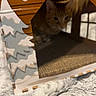 animal, blurred, cardboard_house, cat, comfort, cozy, cute, decorative, feline, fuzzy_blanket, home, indoor, mat, orange_tabby, painted_trees, pet, resting, shadow, soft_light, window