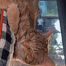 blanket, cat, checkered_pattern, closeup, cozy, domestic_cat, feline, fur, indoor, orange_tabby, paw, peaceful, pet, quiet, relaxed, resting, sleeping, sunlight, whiskers, window