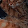 cat, ginger_cat, sleeping, feline, pet, fur, whiskers, paw, closeup, relaxation, cozy, domestic_animal, animal, cute, resting, tabby, indoor, peaceful, soft, warm