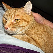 Charles Lee Ray joined the competition — help win amazing prizes! cat, orange_tabby, pet, hand, blanket, indoor, closeup, fur, whiskers, yellow_eyes, relaxing, comfort, animal, domestic, resting, cute, cozy, portrait, sleepy, soft