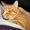 cat, orange_tabby, pet, hand, blanket, indoor, closeup, fur, whiskers, yellow_eyes, relaxing, comfort, animal, domestic, resting, cute, cozy, portrait, sleepy, soft