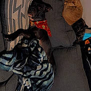 Matilda Mae is registered to the contest to win money with this photo: dog, cat, couch, blanket, pillow, resting, sleeping, pet, animal, indoor, cozy, feline, canine, fur, bandana, striped, curled_up, relaxed, companion, home