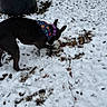 Matilda Mae joined the competition — help win amazing prizes! dog, black_dog, snow, snowy_ground, paw_prints, bandana, outdoor, winter, grass, leaves, curious, animal, pet, canine, cold, nature, ground, sniffing, daytime, exploring