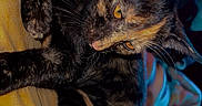 Twix Carmella joined the competition — help win amazing prizes! animal, cat, closeup, colorful_background, curious, cute, domestic_cat, ears, feline, fur, indoor, paw, pet, portrait, relaxed, resting, sleepy, tortoiseshell, whiskers, yellow_cushion