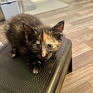 Twix Carmella is registered to the contest to win money with this photo: animal, black, cat, curious, cute, domestic, ears, eyes, flooring, fur, home, indoor, kitten, orange, pet, small, step_stool, tortoiseshell, whiskers, young