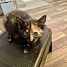 animal, black, cat, curious, cute, domestic, ears, eyes, flooring, fur, home, indoor, kitten, orange, pet, small, step_stool, tortoiseshell, whiskers, young