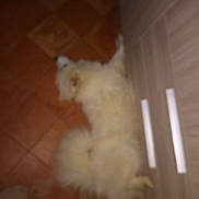 Natsukaw a rejoint le concours — aidez-le/la à gagner de superbes lots ! dog, white_dog, fluffy, lying_down, floor, tile_floor, cabinet, wooden_cabinet, indoor, pet, animal, blurred, unfocused, paw, tail, fur, home, cozy, domestic, quiet