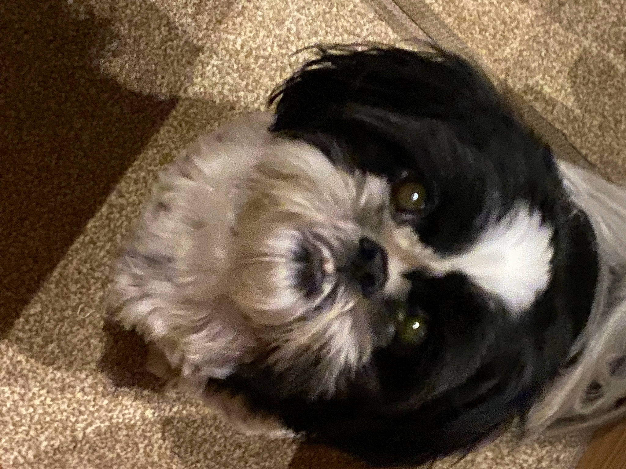 Gismo joined the competition — help win amazing prizes! canidae, carnivore, comfort, companion_dog, dog, dog_breed, fawn, fur, liver, mal_shi, maltepoo, non_sporting_group, shih_poo, shih_tzu, snout, sporting_group, tail, terrestrial_animal, toy_dog, working_animal