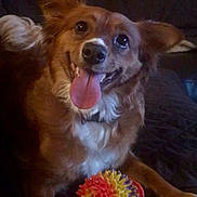 Blizzie is registered to the contest to win money with this photo: dog, pet, toy, ball, tongue_out, happy, smiling, brown_fur, white_chest, ears_up, indoor, couch, playful, animal, canine, close_up, cute, friendly, companion, domestic
