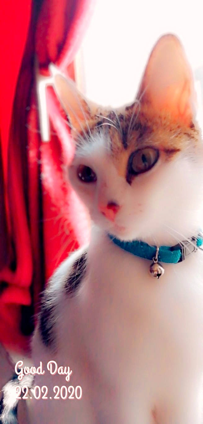 Neige participe au concours pour gagner de l'argent avec cette photo : body_jewelry, carnivore, cat, chest, close_up, eye, eyebrow, eyelash, fashion_accessory, fawn, felidae, iris, jewellery, neck, plant, small_to_medium_sized_cats, snout, tail, toy, whiskers