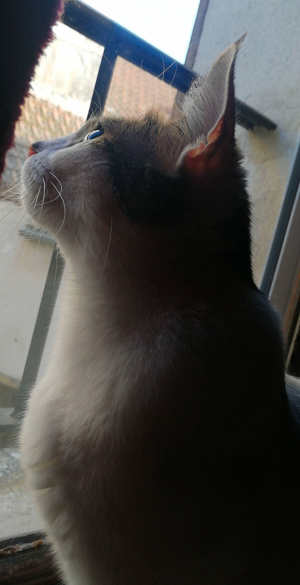 Neige participe au concours pour gagner de l'argent avec cette photo : black_cat, carnivore, cat, claw, comfort, domestic_short_haired_cat, ear, felidae, foot, fur, grey, paw, small_to_medium_sized_cats, snout, tail, terrestrial_animal, whiskers, window