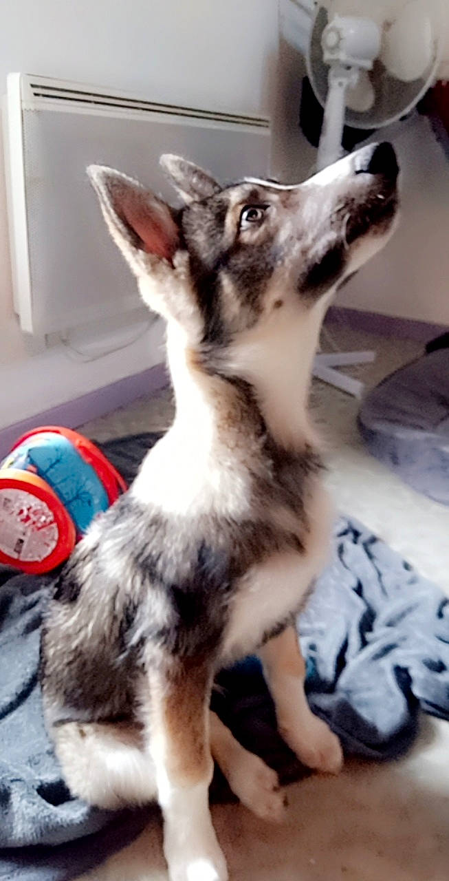 Stormy a rejoint le concours — aidez-le/la à gagner de superbes lots ! ball, carnivore, companion_dog, dog, dog_breed, dog_supply, flooring, fur, herding_dog, mammal, paw, snout, sporting_group, terrestrial_animal, whiskers, working_animal, working_dog