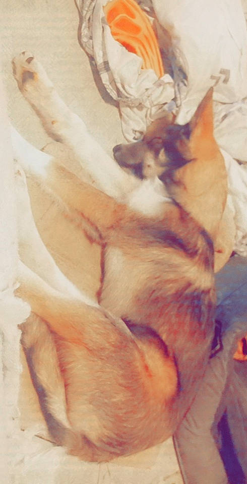 Stormy a rejoint le concours — aidez-le/la à gagner de superbes lots ! bed, carnivore, cat, claw, comfort, companion_dog, dog_breed, domestic_short_haired_cat, ear, fawn, felidae, fur, human_leg, linens, nap, paw, small_to_medium_sized_cats, snout, tail, whiskers