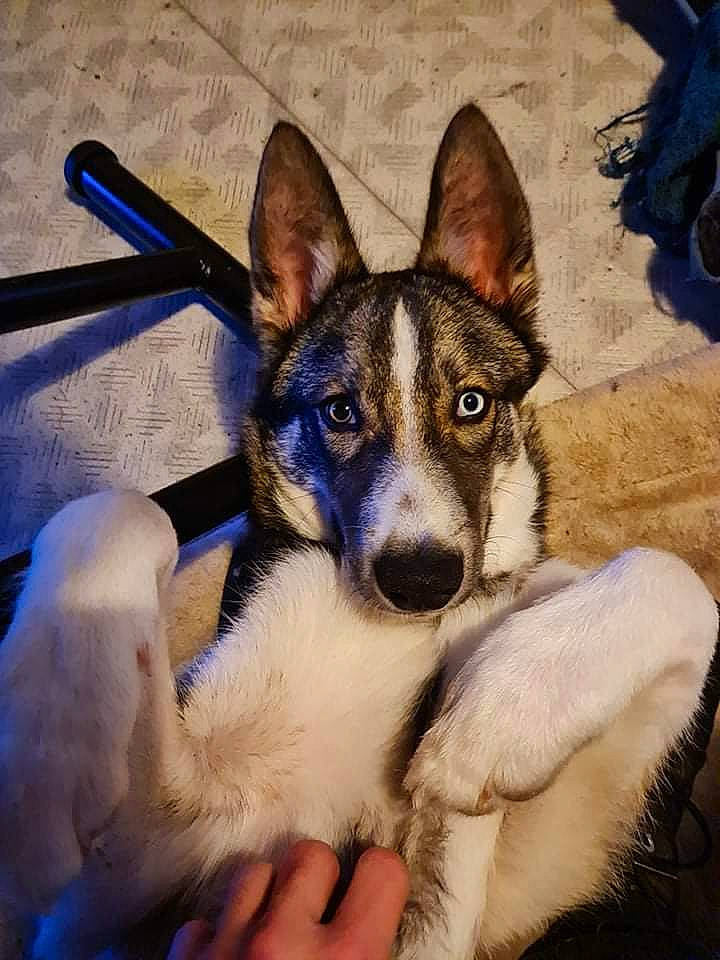 Stormy a rejoint le concours — aidez-le/la à gagner de superbes lots ! ancient_dog_breeds, canidae, carnivore, comfort, companion_dog, dog, dog_breed, electric_blue, fur, herding_dog, snout, sporting_group, square, terrestrial_animal, working_animal, working_dog