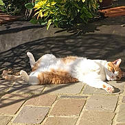 Winie participe au concours pour gagner de l'argent avec cette photo : animal, backyard, cat, flagstone, kitten, manx, path, person, pet, plant, pottedplant, racket, road, sidewalk, slate, sleeping, sport, tennis, tennisracket, walkway