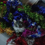 Ruby a rejoint le concours — aidez-le/la à gagner de superbes lots ! animal, cat, chair, colorful, couch, cozy, curious, decorations, domestic, festive, fluffy, furniture, garland, gray_cat, indoor, living_room, pet, relaxed, table, tinsel
